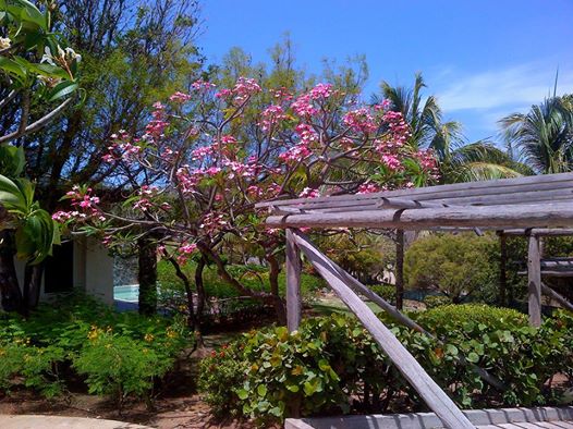Frangi Tree